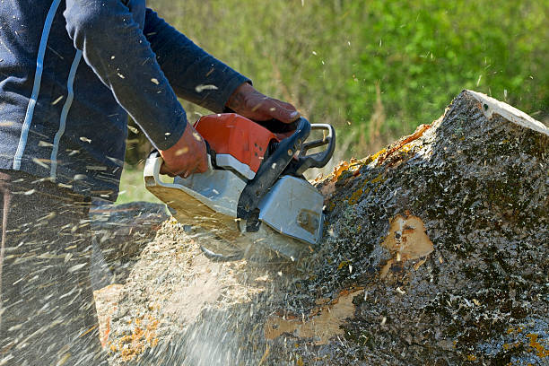 Residential Tree Removal